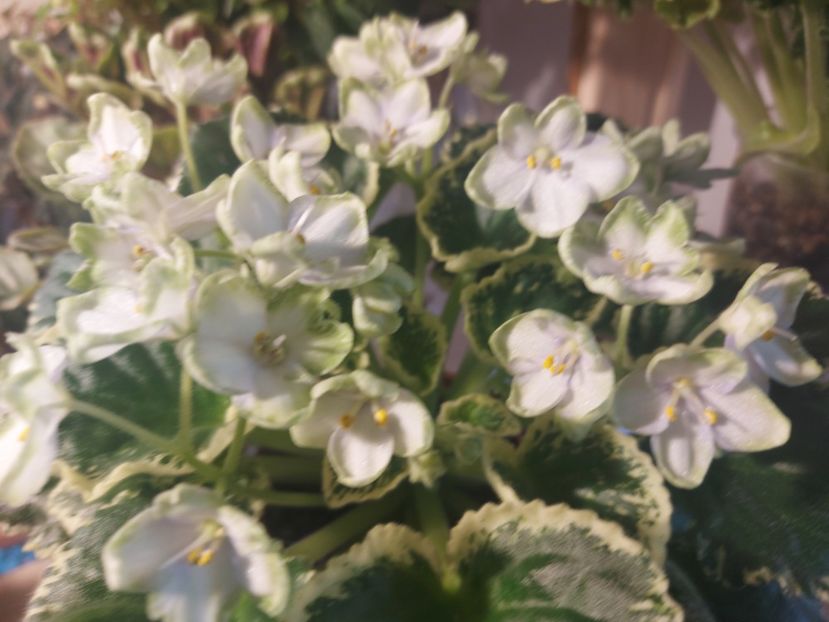  - Violeta Frozen in time