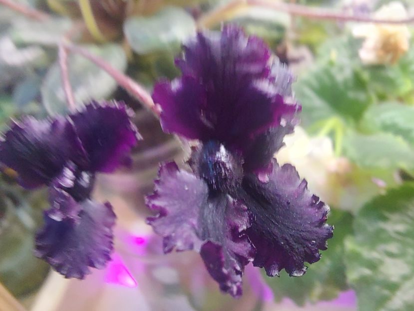  - Violeta Hunter s black talon