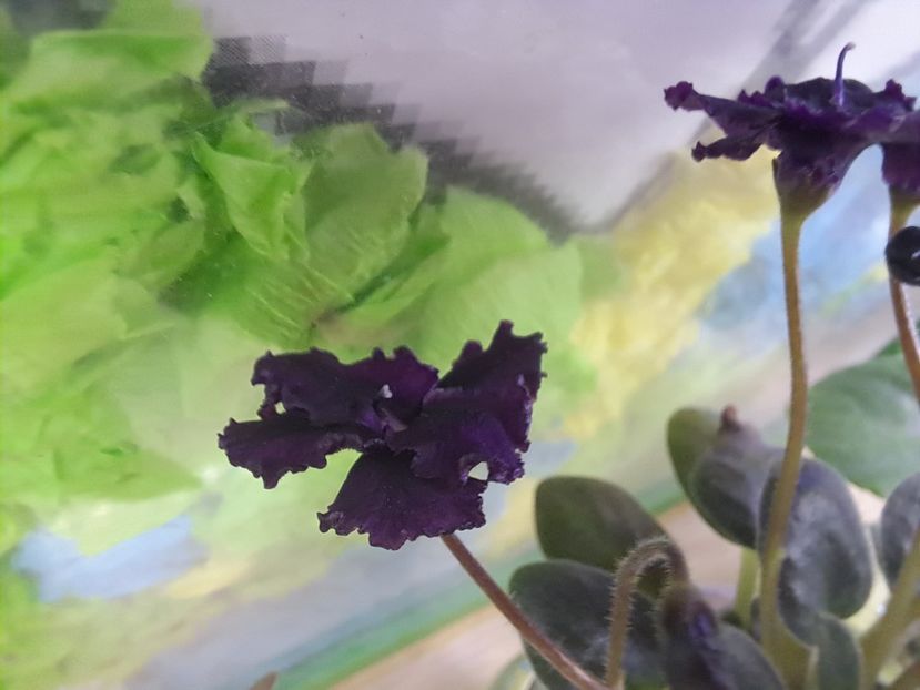  - Violeta Hunter s black talon