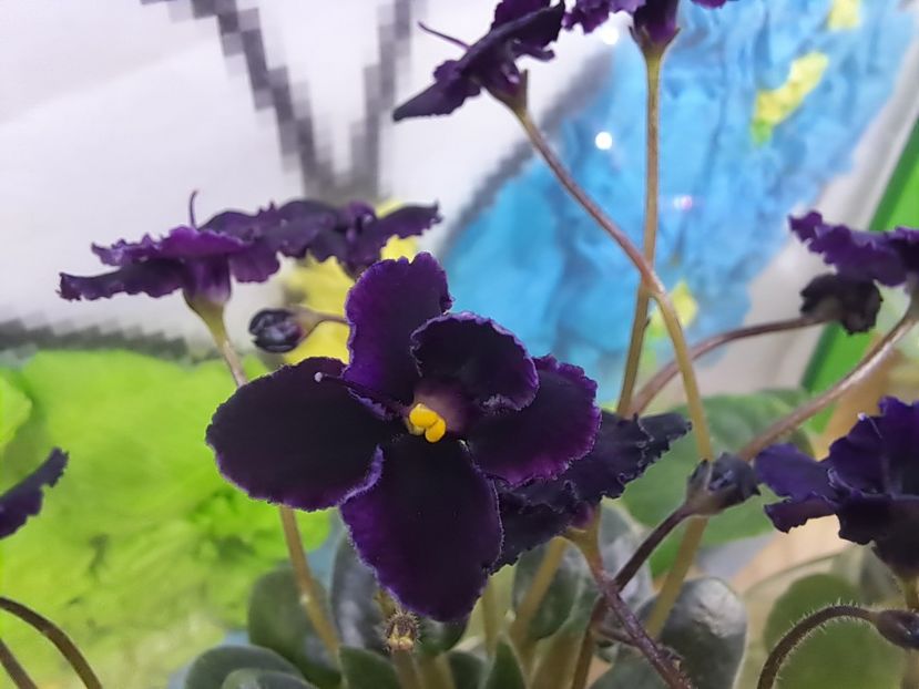  - Violeta Hunter s black talon