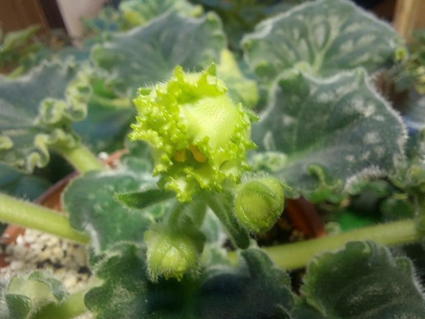  - Violeta RS izumrudnii gorod