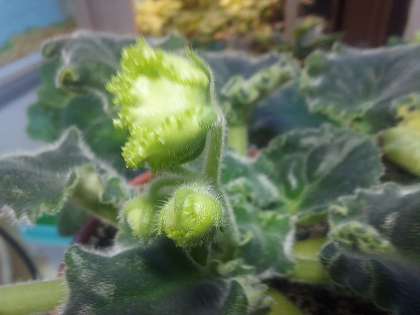  - Violeta RS izumrudnii gorod