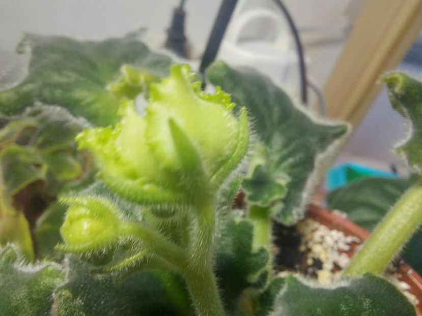  - Violeta RS izumrudnii gorod