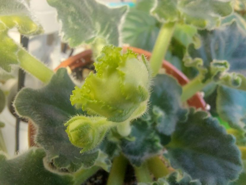  - Violeta RS izumrudnii gorod