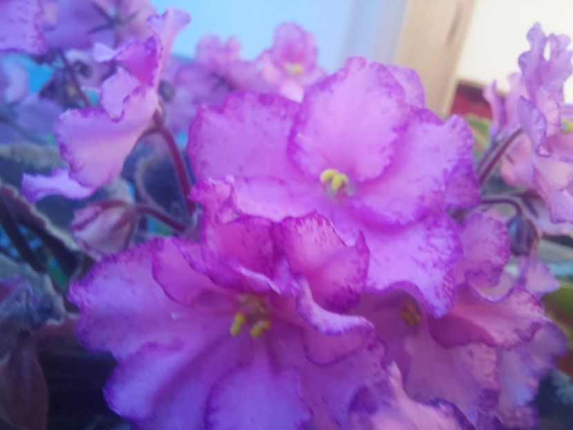  - Violeta Buckeye Cherry Topping