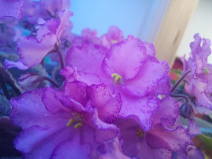  - Violeta Buckeye Cherry Topping