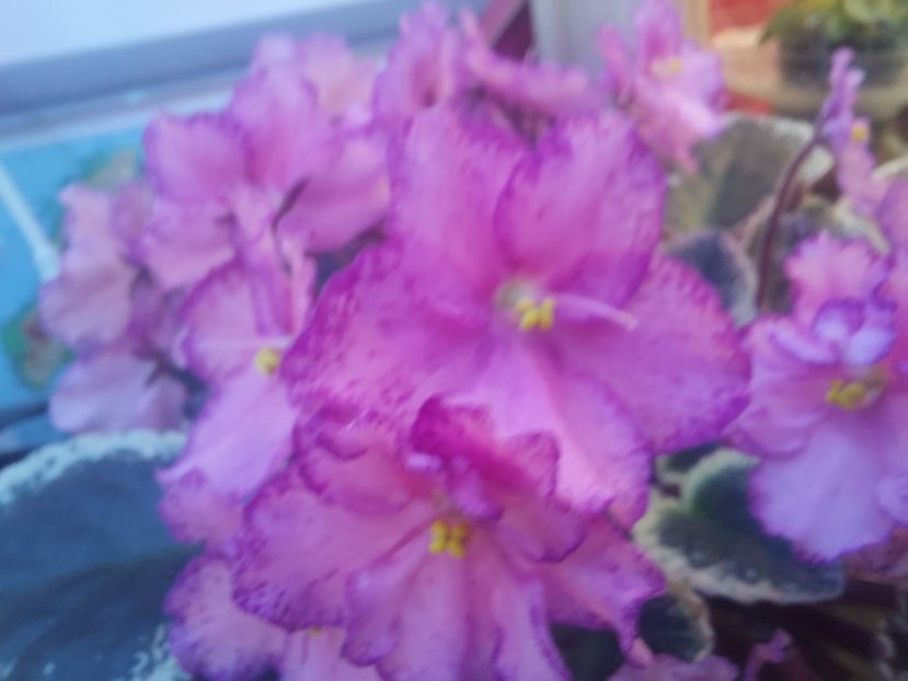  - Violeta Buckeye Cherry Topping