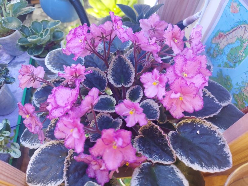  - Violeta Buckeye Cherry Topping