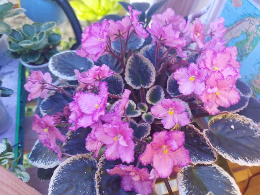  - Violeta Buckeye Cherry Topping