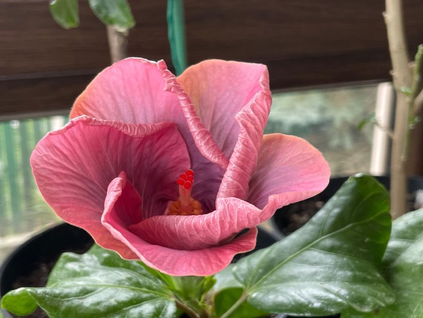  - 0006 - Hibiscusi 2025 - 1