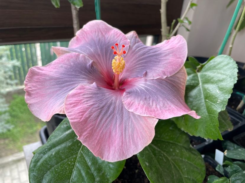  - 0006 - Hibiscusi 2025 - 1