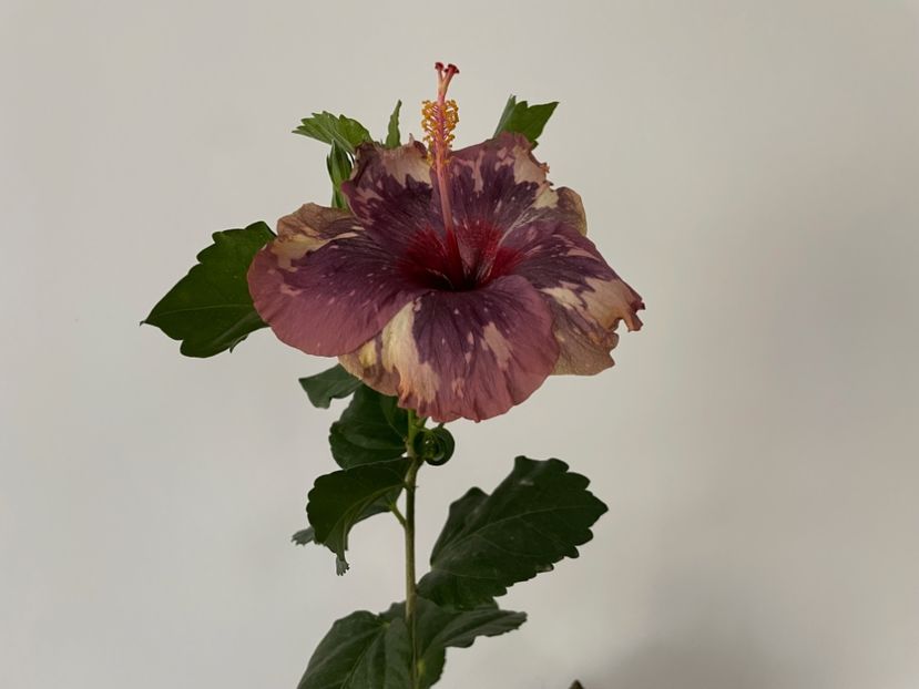  - Luv -Posog- Memories