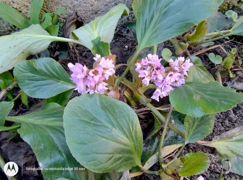  - Flori de gradină-2025