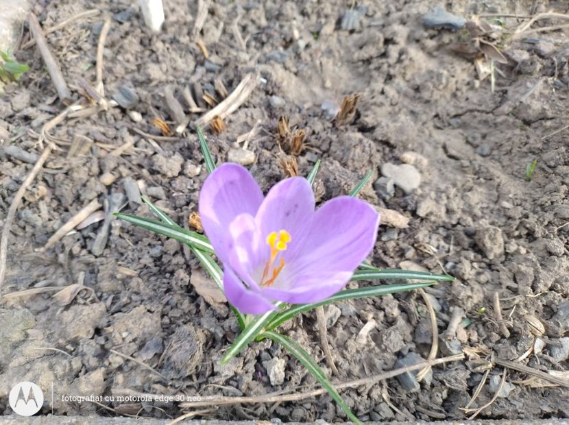  - Flori de gradină-2025