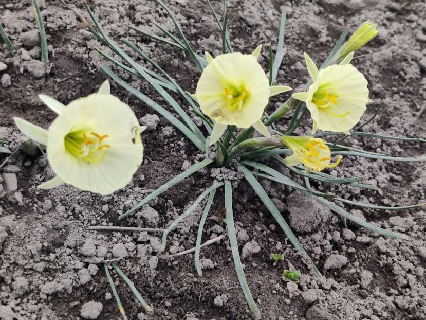 pitica Bulbocodium Arctic bells - Narcise1
