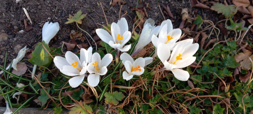  - 2025 - 01 - Primavara