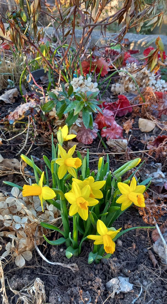  - 2025 - 01 - Primavara