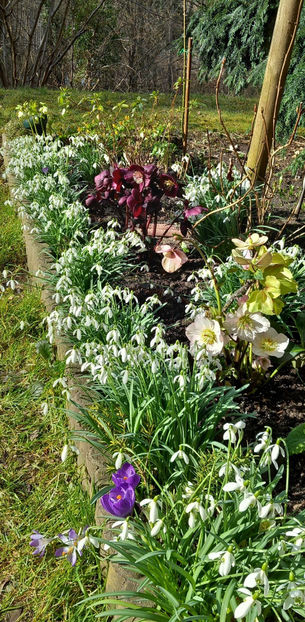  - 2025 - 01 - Primavara