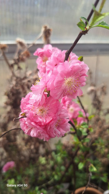  - 2025 - 01 - Primavara