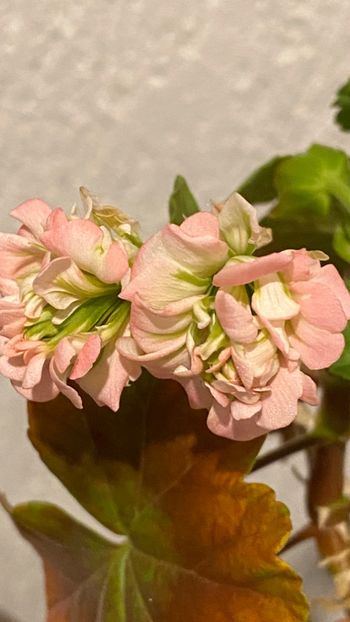  - Grainger_s Antigue Rose
