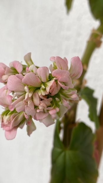  - Grainger_s Antigue Rose