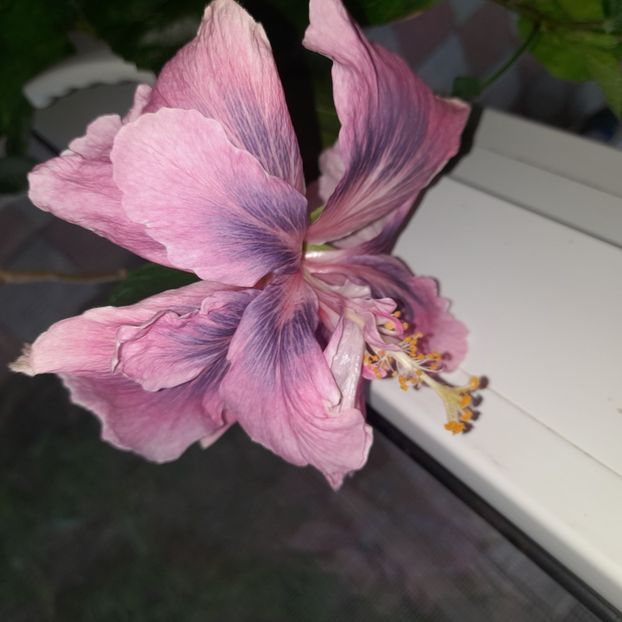  - Sakura s Blue Crescent Spring