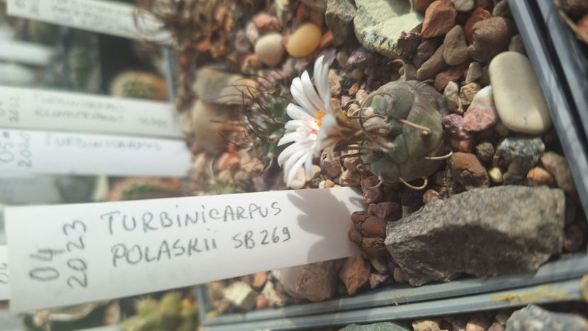  - Turbinicarpus polaskii