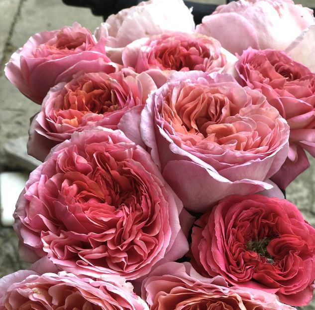 C&D Marry Ann - Trandafiri Buchete