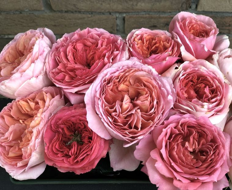 C&D Mary Ann3 - Trandafiri Buchete