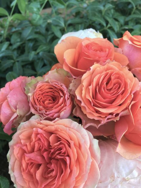  - Trandafiri Buchete