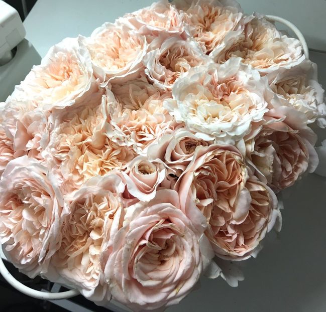 Rose de Tolbiac - Trandafiri Buchete