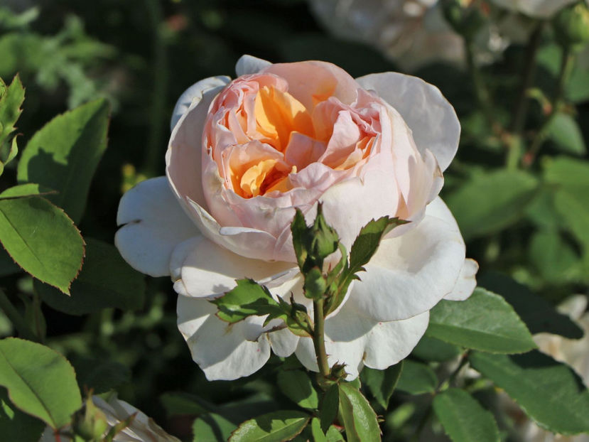 The Lady Gardener (tufa) 60 - Ghivece 2025