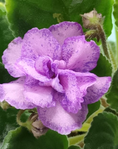  - Va T Prazdnichnyj Naryad Pugovki