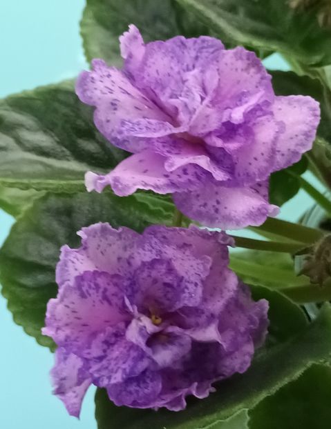  - Va T Prazdnichnyj Naryad Pugovki