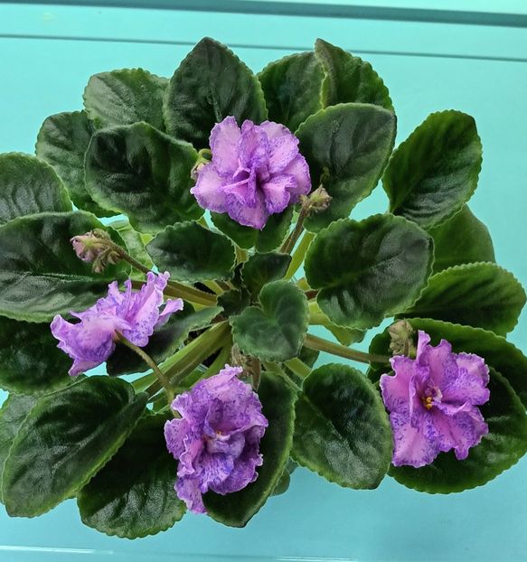  - Va T Prazdnichnyj Naryad Pugovki