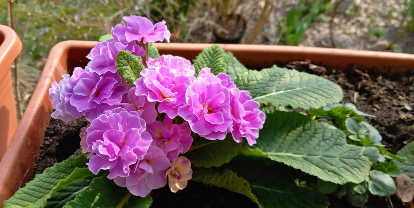  - 2025 - 01 - Primavara