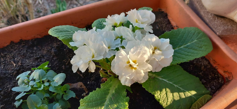  - 2025 - 01 - Primavara