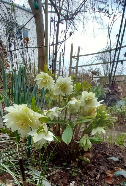  - Helleborus - Spanz