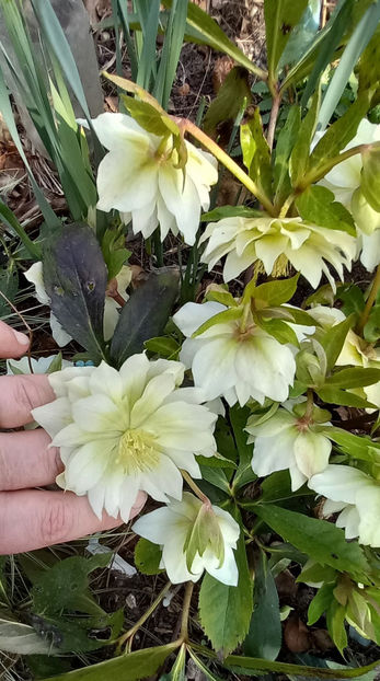  - Helleborus - Spanz
