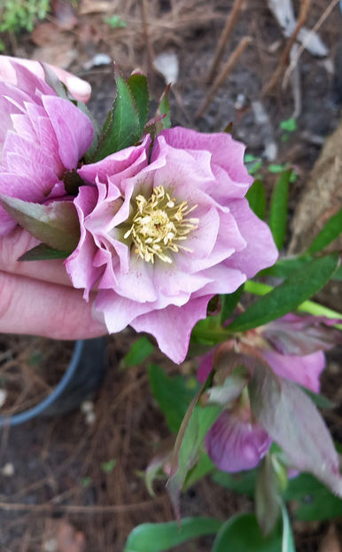 - Helleborus - Spanz