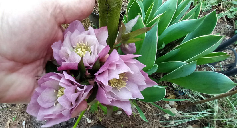  - Helleborus - Spanz