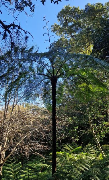  - 2025 Parcul palatului Monserat Sintra Portugalia