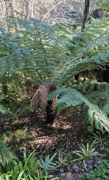  - 2025 Parcul palatului Monserat Sintra Portugalia