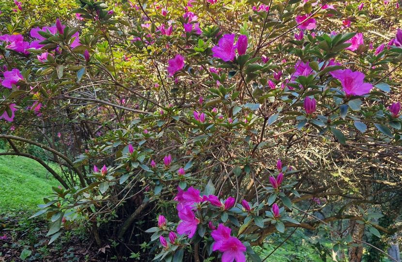  - 2025 Parcul palatului Monserat Sintra Portugalia