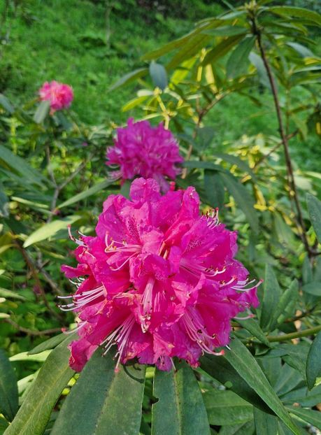  - 2025 Parcul palatului Monserat Sintra Portugalia