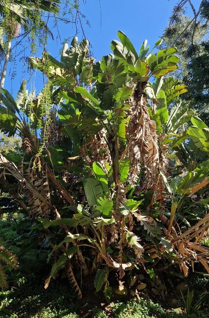  - 2025 Parcul palatului Monserat Sintra Portugalia