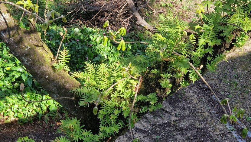  - 2025 Parcul palatului Monserat Sintra Portugalia