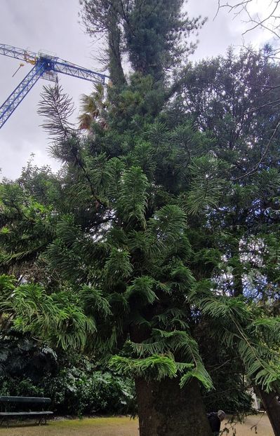  - 2025 Gradina botania Lisabona