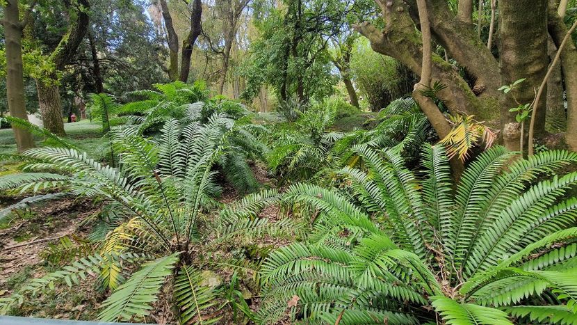  - 2025 Gradina botania Lisabona