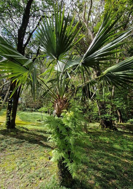  - 2025 Gradina botania Lisabona